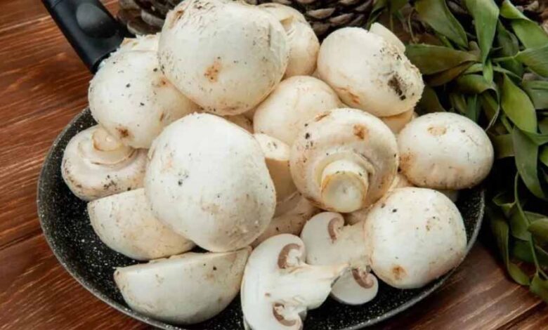 ईरान-अमेरिका तनाव का असर, महंगे कच्चे माल से अमृतसर में ठप पड़ी मशरूम खेती