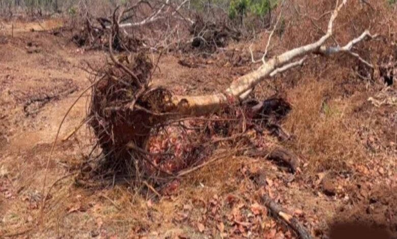 116 एकड़ जंगल पर चला कुल्हाड़ा, रेवाडीह में बेशकीमती पेड़ों की कटाई से हड़कंप