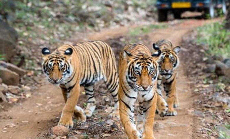 पेंच-टाइगर-रिजर्व-में-पेंच-एडवांस-वार्निंग-सिस्टम-से-होगी-वन्यजीव-संरक्षण-की-निगरानी
