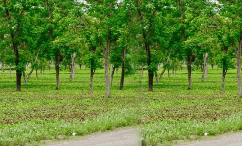 मियावाकी वन तकनीक से हरित छत्तीसगढ़ की नई पहल, कम समय में तैयार हो रहे घने जंगल