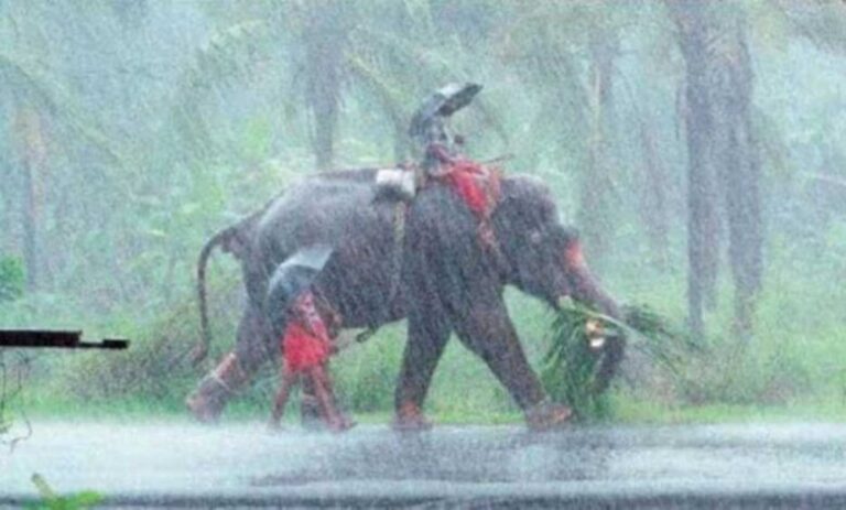 आ-गई-खुशखबरी!-भारत-में-मानसून-की-धमाकेदार-एंट्री,-जानिए-यूपी-बिहार-में-कब-देगा-दस्तक