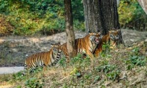 आज-से-बंद-हुए-cg-के-टाइगर-रिजर्व-और-वन्यजीव-अभयारण्य,-पर्यटकों-की-एंट्री-पर-रोक