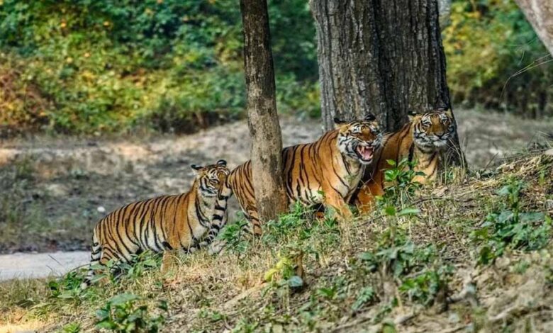 आज-से-बंद-हुए-cg-के-टाइगर-रिजर्व-और-वन्यजीव-अभयारण्य,-पर्यटकों-की-एंट्री-पर-रोक