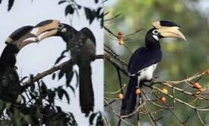 उदंती-सीतानदी-टाइगर-रिजर्व-में-शुरू-होगी-‘हॉर्नबिल-सफारी’,-वन-मंत्री-करेंगे-शुभारंभ