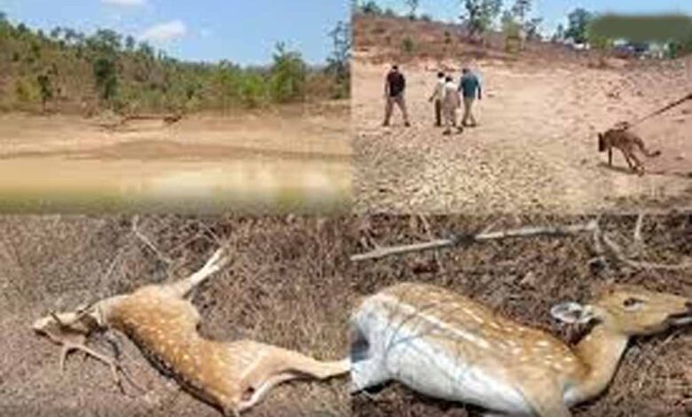 कटनी के जंगल में तालाब में जहर घोलने से 14 चीतल-सांभरों की मौत, बाघों पर भी मंडराया खतरा
