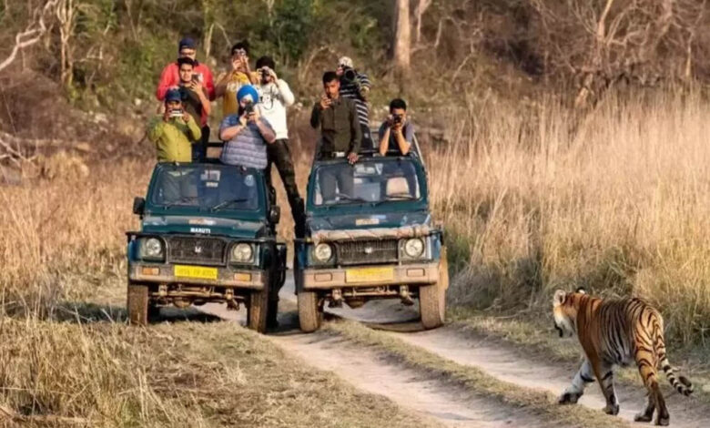 MP के टाइगर रिजर्व में रिकॉर्ड पर्यटन, 10 लाख से ज्यादा पर्यटकों ने किया बाघों का दीदार; आज से बंद होंगे पार्क