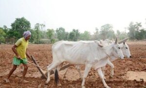 प्रदेश-में-मानसून-के-दस्तक-के-साथ-ही-खेती-किसानी-में-तेजी